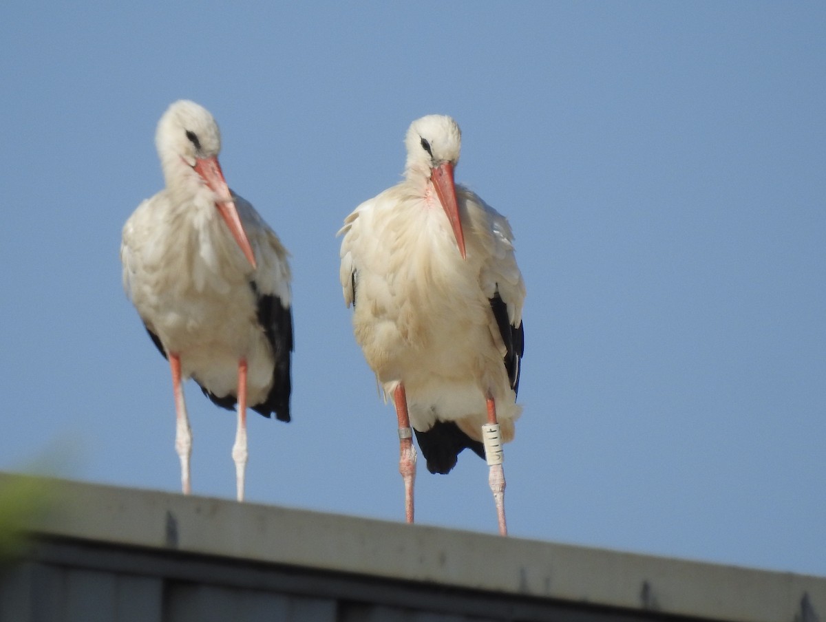 White Stork - ML595843581