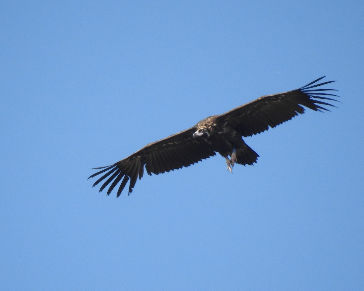 Cinereous Vulture - ML595843601