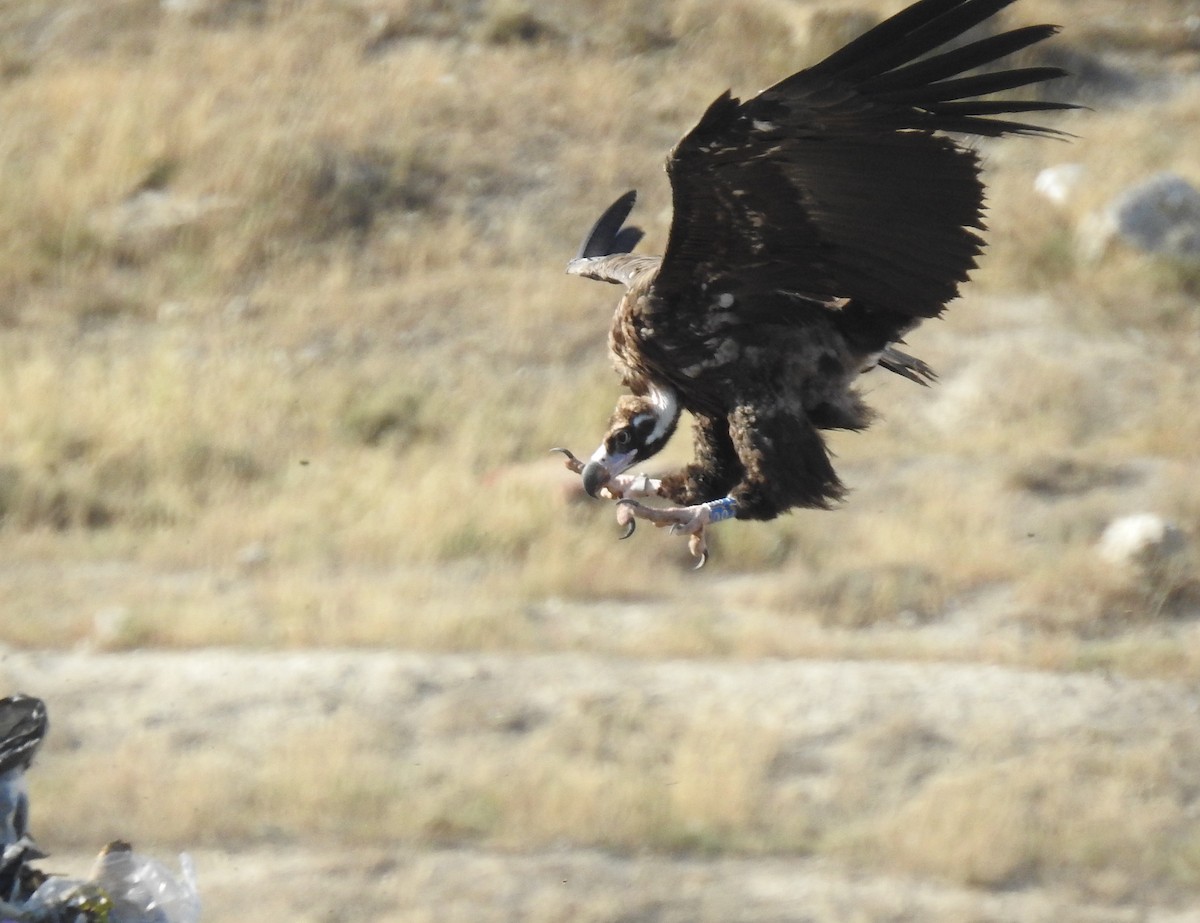 Cinereous Vulture - ML595843641