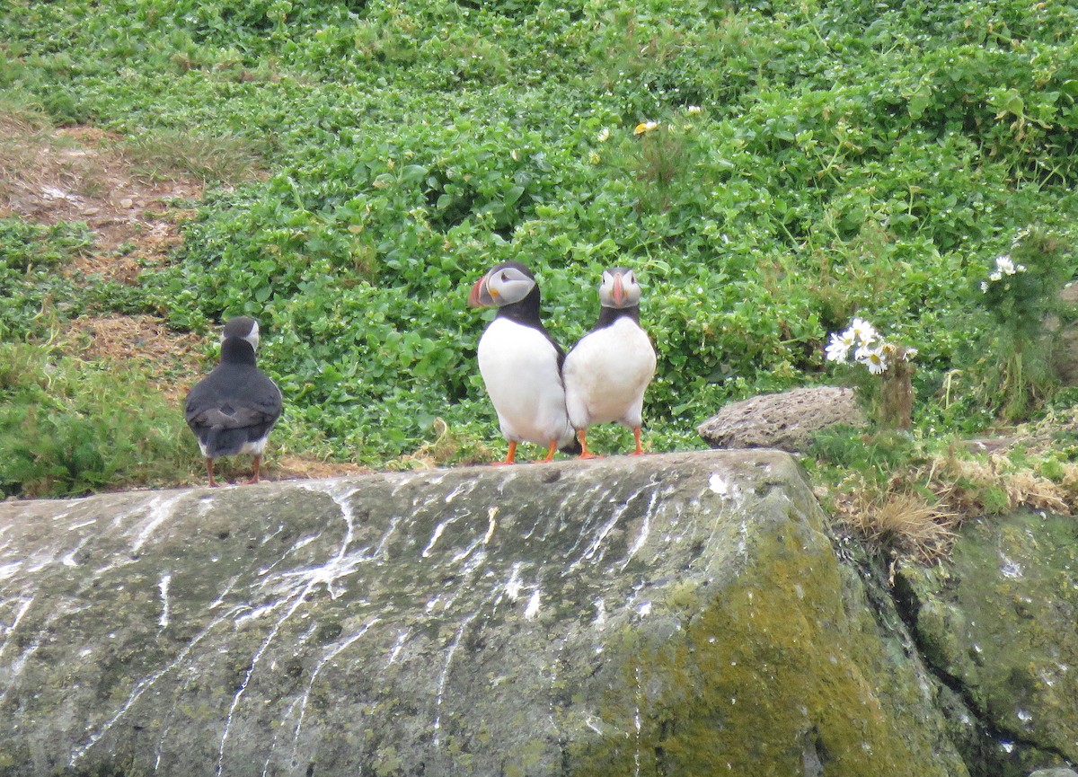 Atlantic Puffin - ML595843661