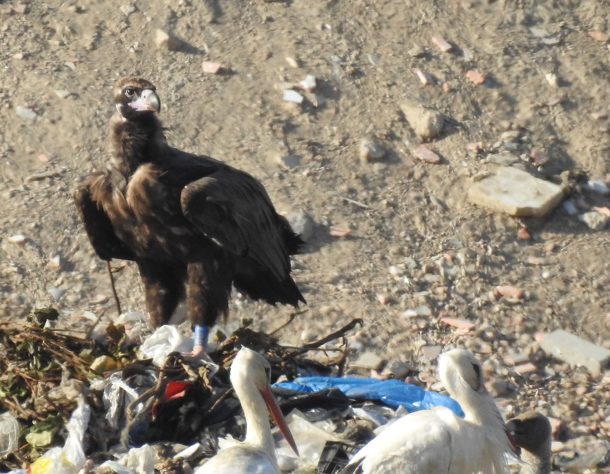 Cinereous Vulture - ML595843691