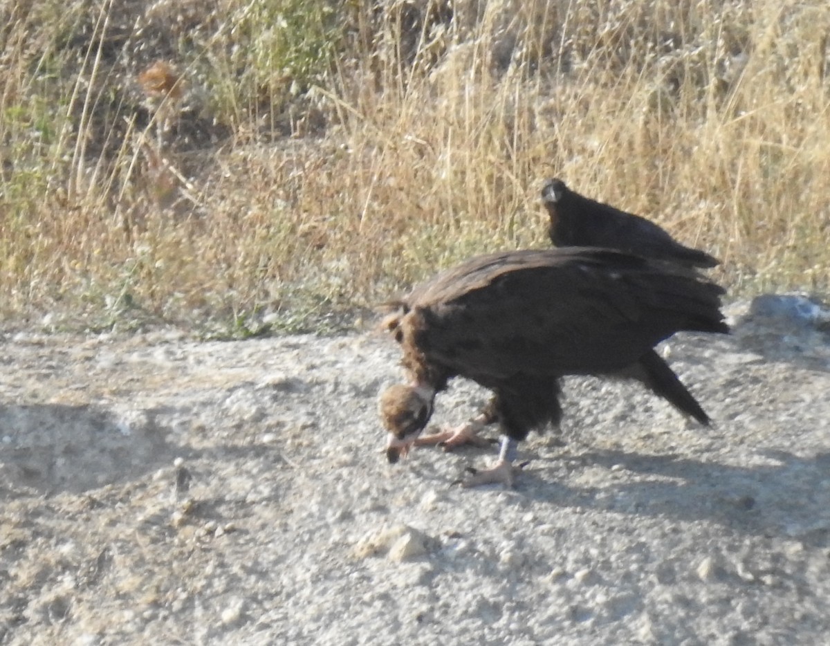 Cinereous Vulture - ML595843721