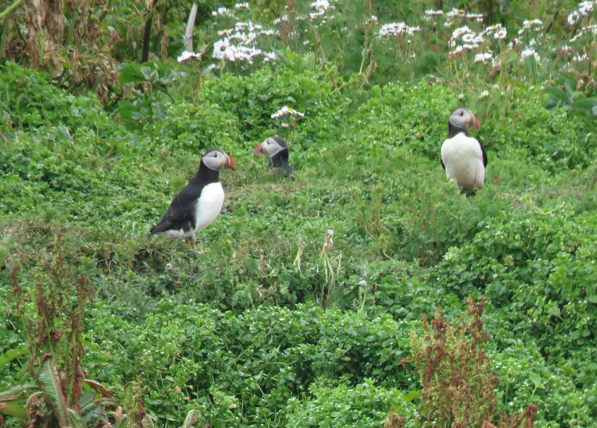 Atlantic Puffin - ML595843771