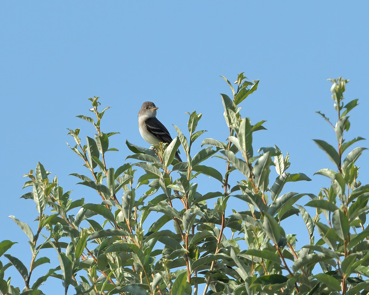 Willow Flycatcher - ML595843861