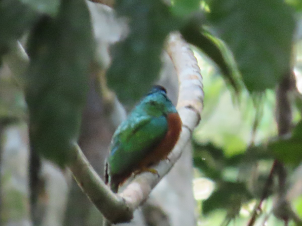 Blue-cheeked Jacamar - ML595843931