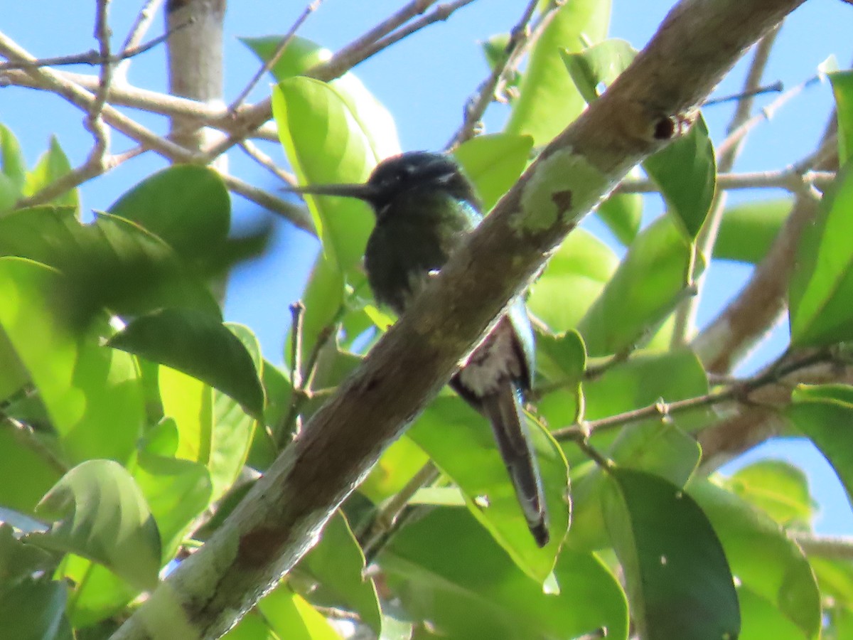 Bronzy Jacamar - Katherine Holland