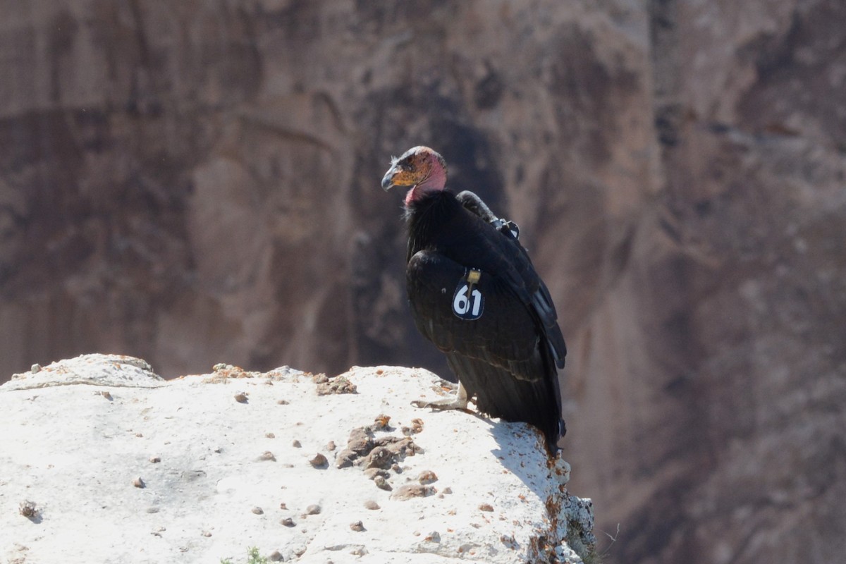 Condor de Californie - ML595843981