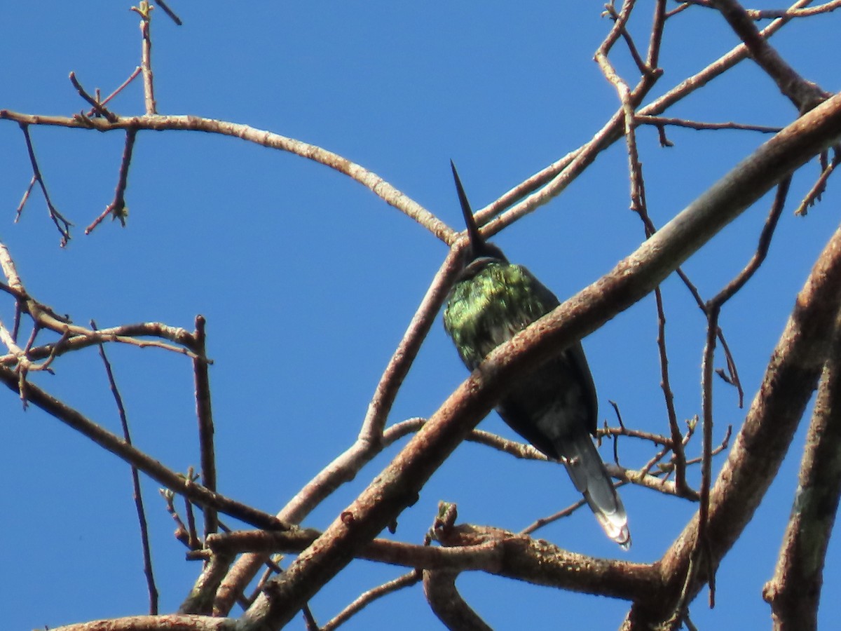 Bronzy Jacamar - ML595844021