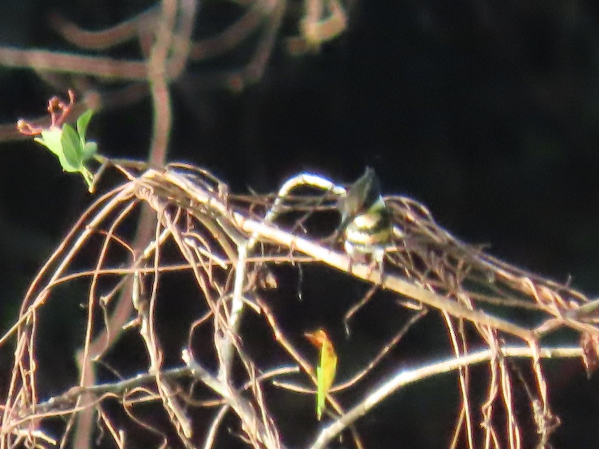 Green Kingfisher - ML595844211