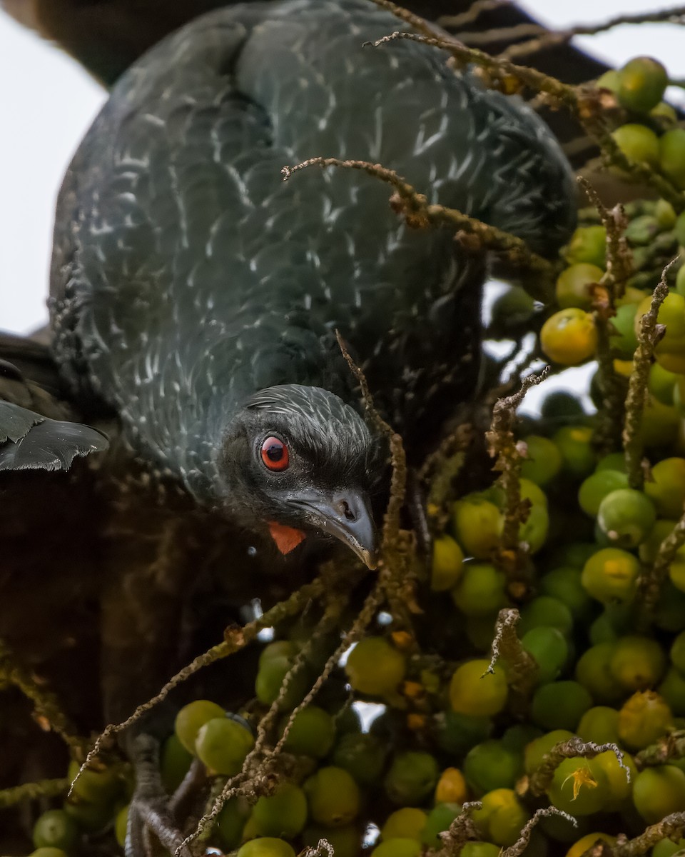 Dusky-legged Guan - ML595844491