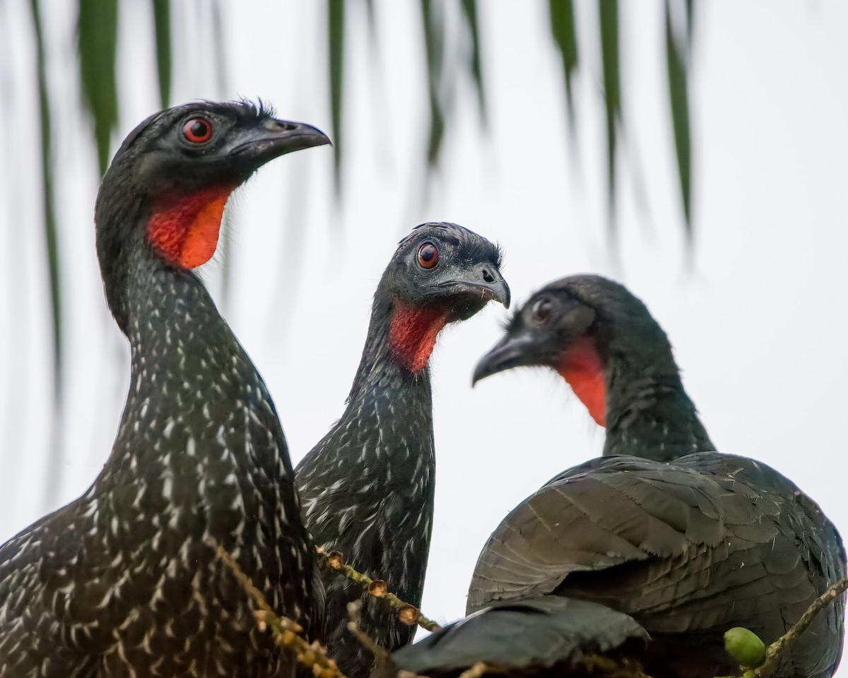 Dusky-legged Guan - Lupa Foto