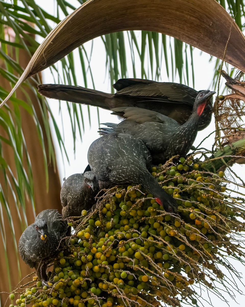 Dusky-legged Guan - ML595844511