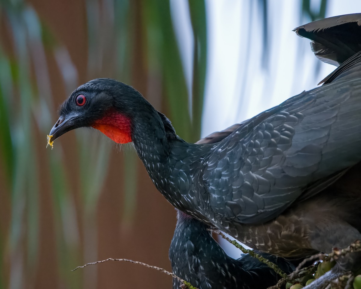 Dusky-legged Guan - ML595844521