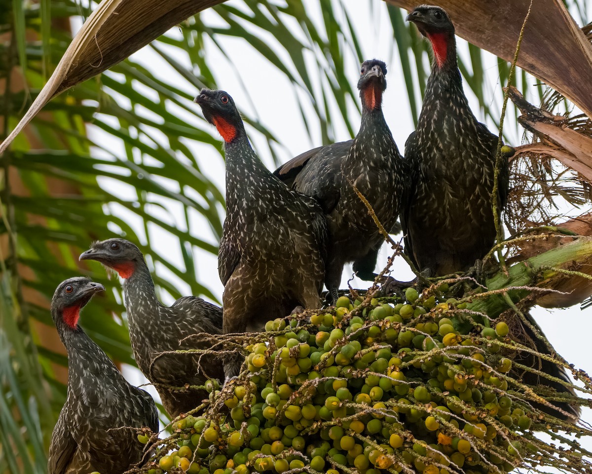 Dusky-legged Guan - ML595844551