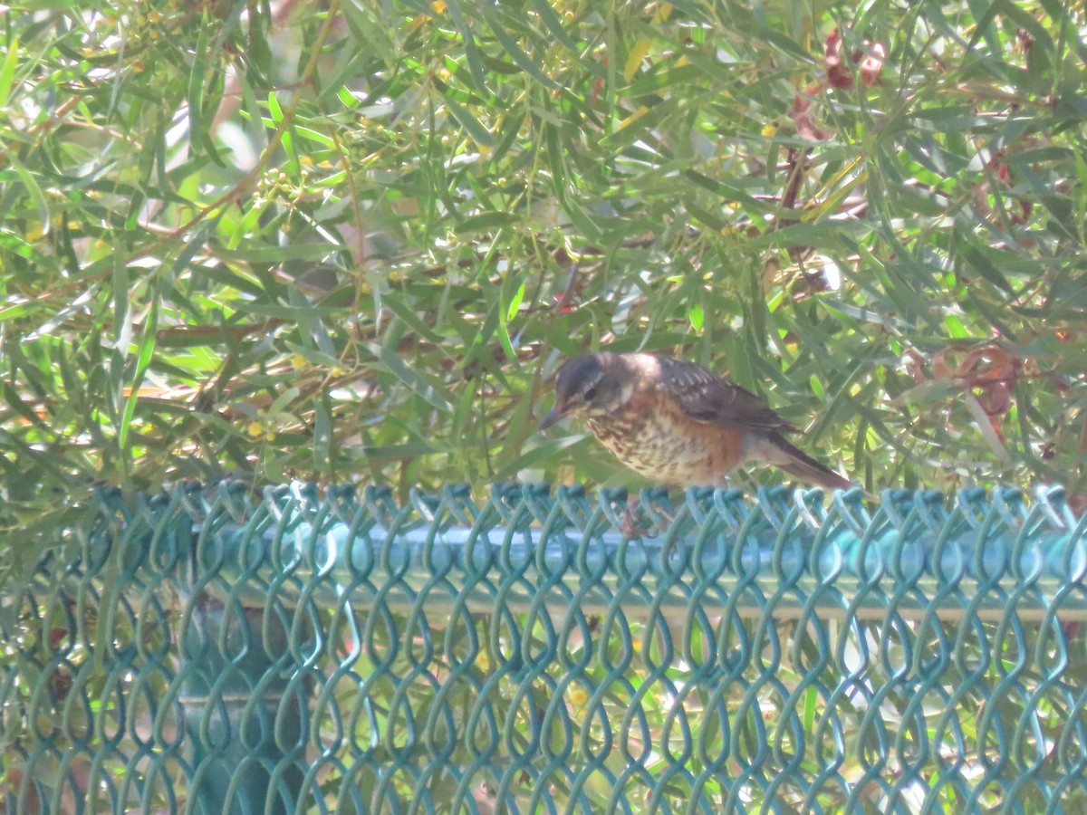 American Robin - ML595844821