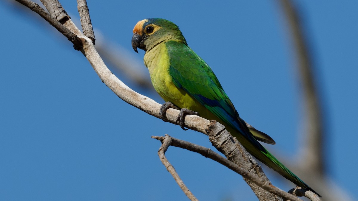 Peach-fronted Parakeet - ML595844971