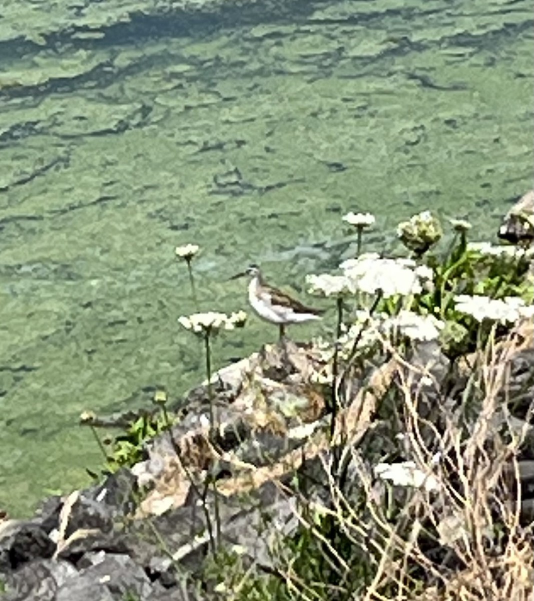 Wilson's Phalarope - ML595845981