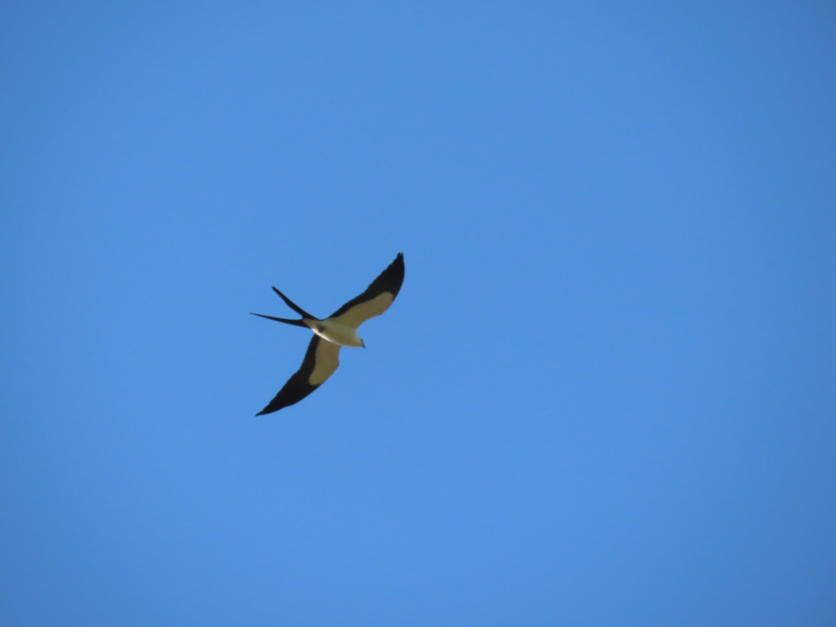 Swallow-tailed Kite - Katherine Holland