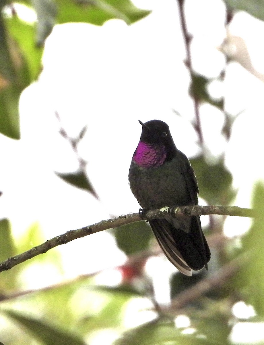 Colibrí Turmalina - ML595846781