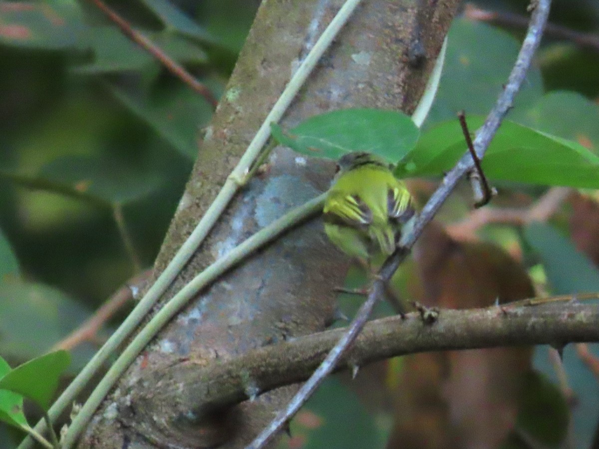 Short-tailed Pygmy-Tyrant - Katherine Holland