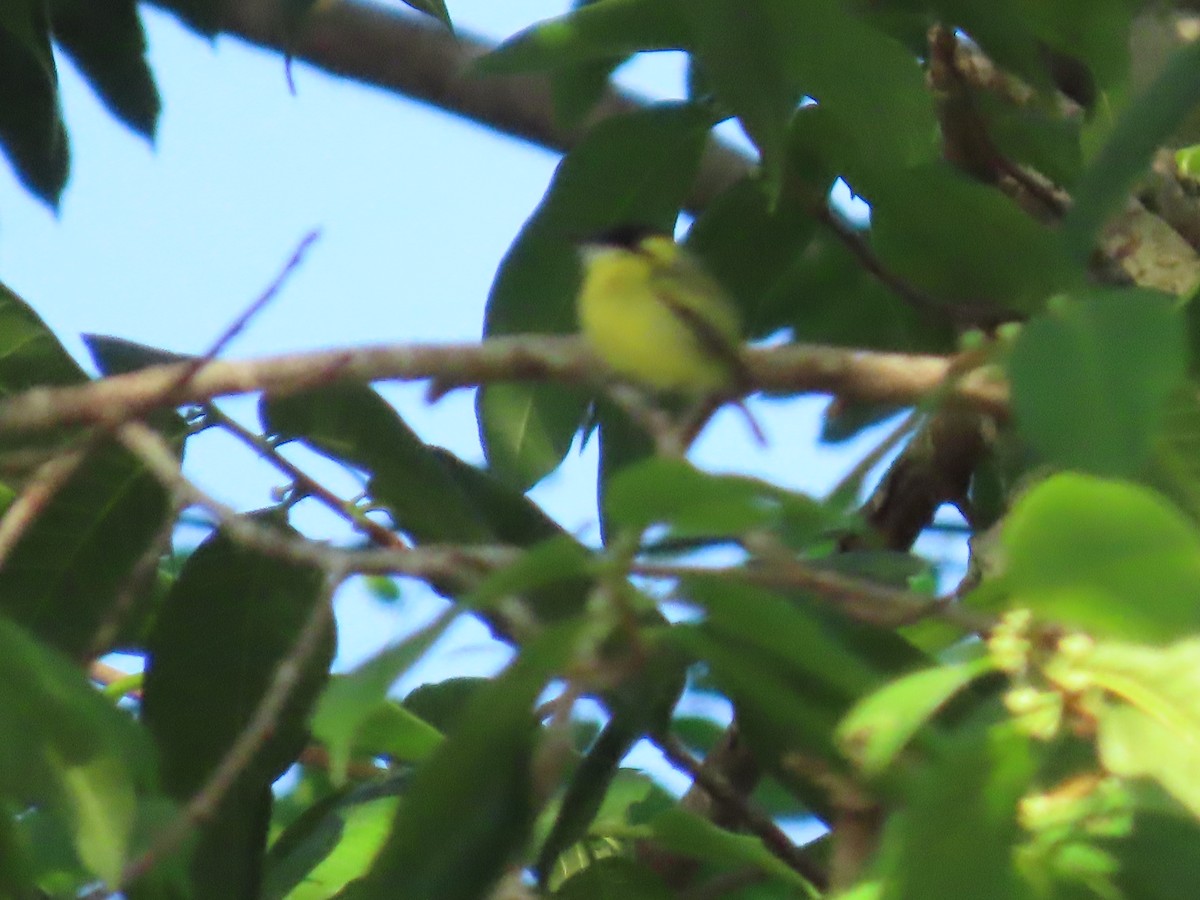 Yellow-browed Tody-Flycatcher - ML595847221