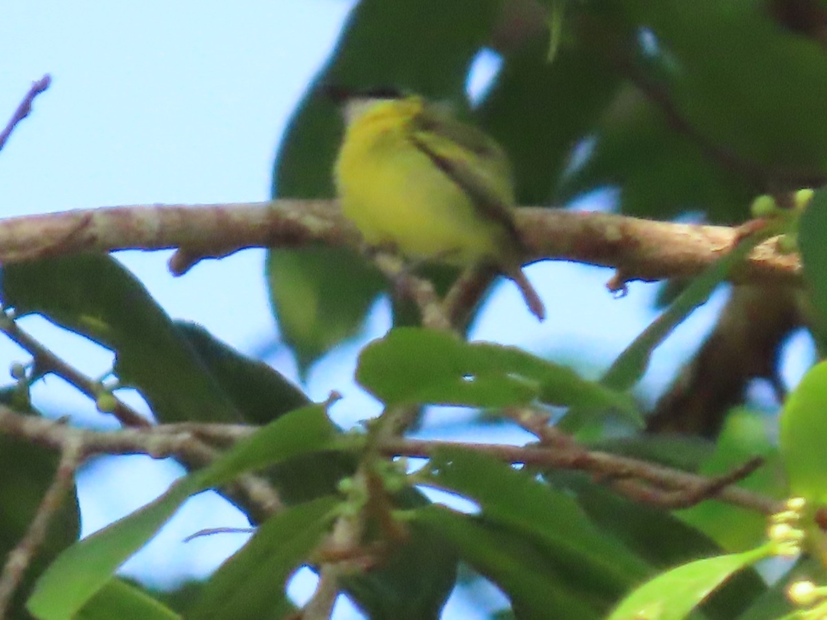 Yellow-browed Tody-Flycatcher - ML595847301