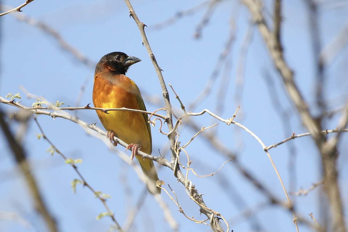 Salvadori's Weaver - Mathieu Bally