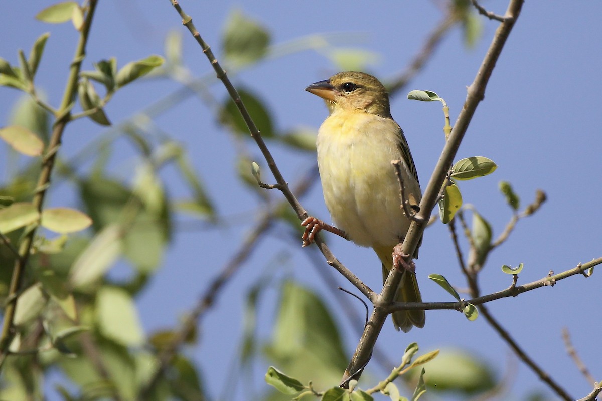 Salvadori's Weaver - ML595847391