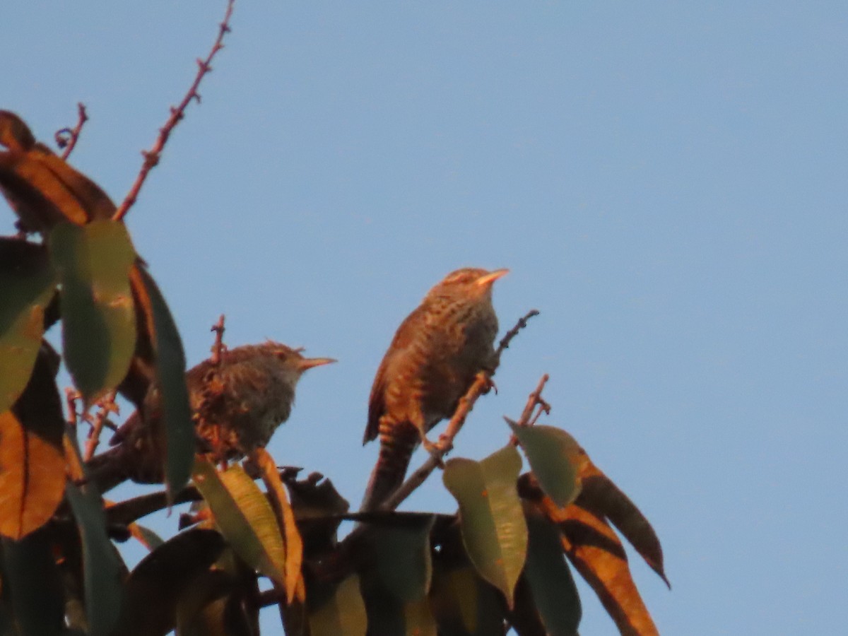 Thrush-like Wren - Katherine Holland