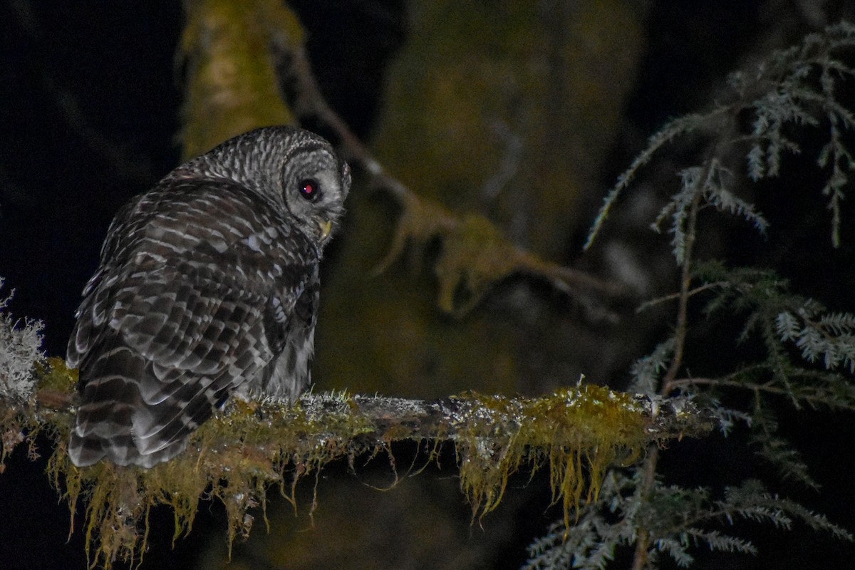 Barred Owl - ML595847851