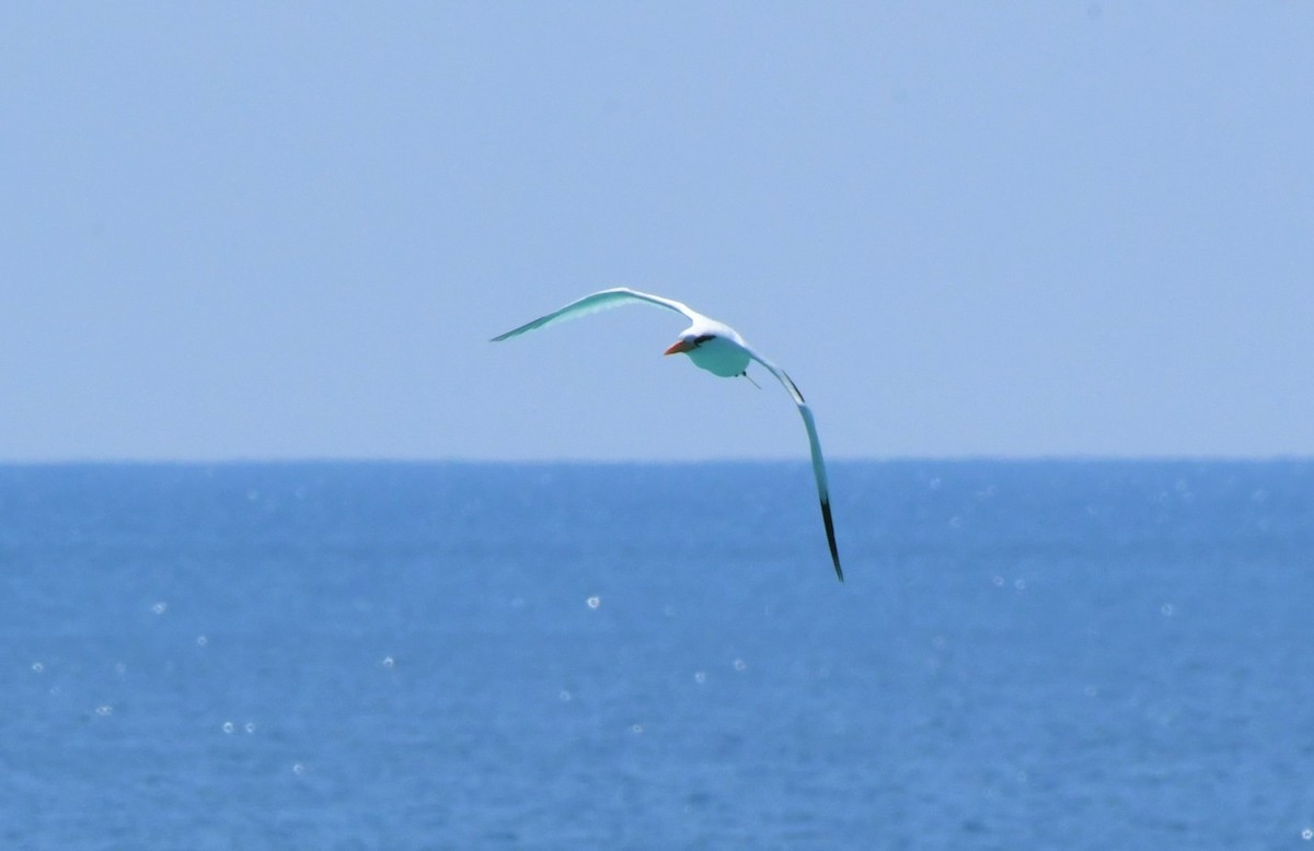 White-tailed Tropicbird - ML595847941