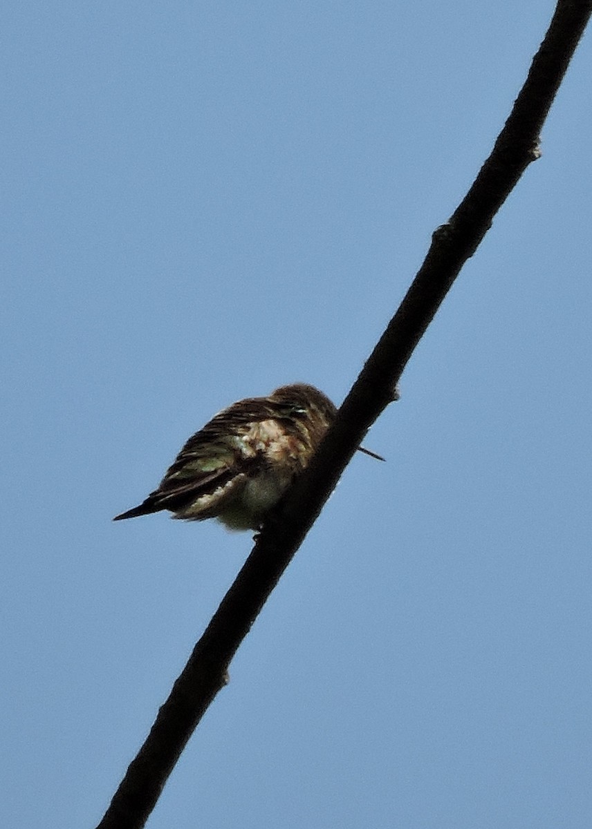 Ruby-throated Hummingbird - ML59584821