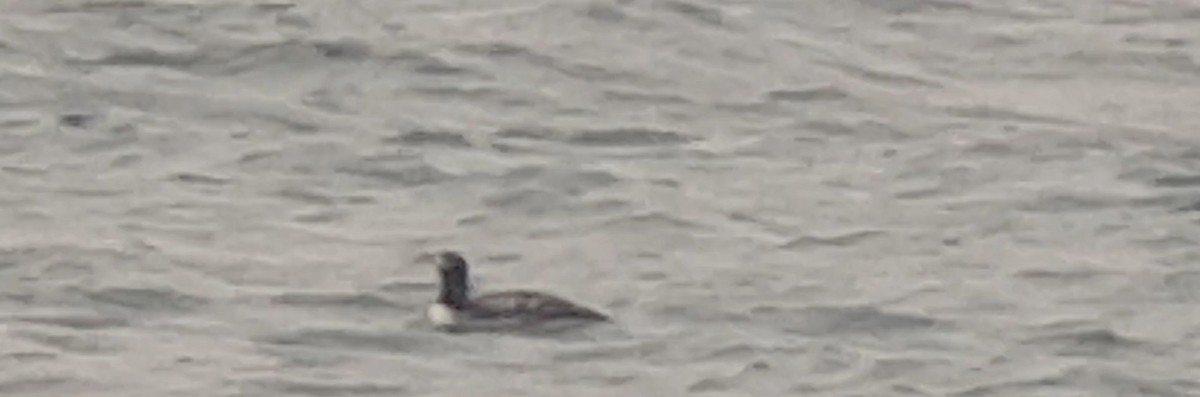 Yellow-billed Loon - ML595848911