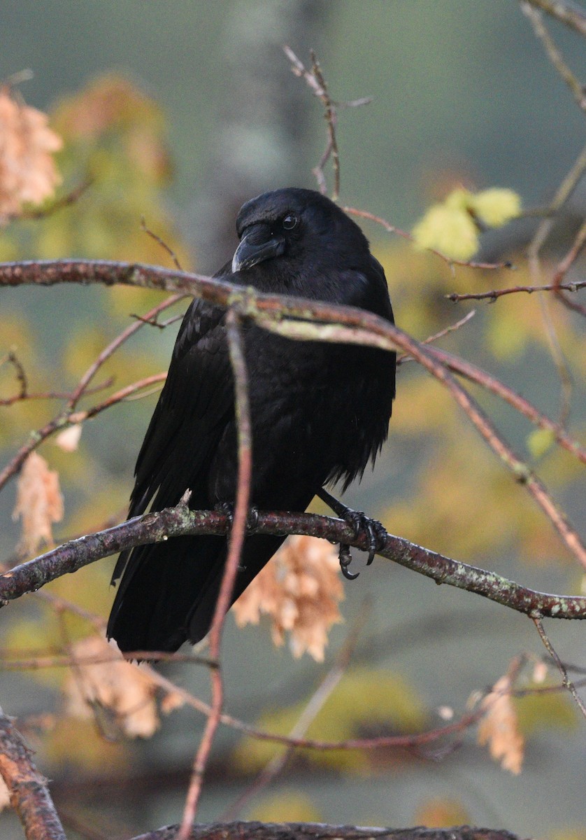 American Crow - ML595849271