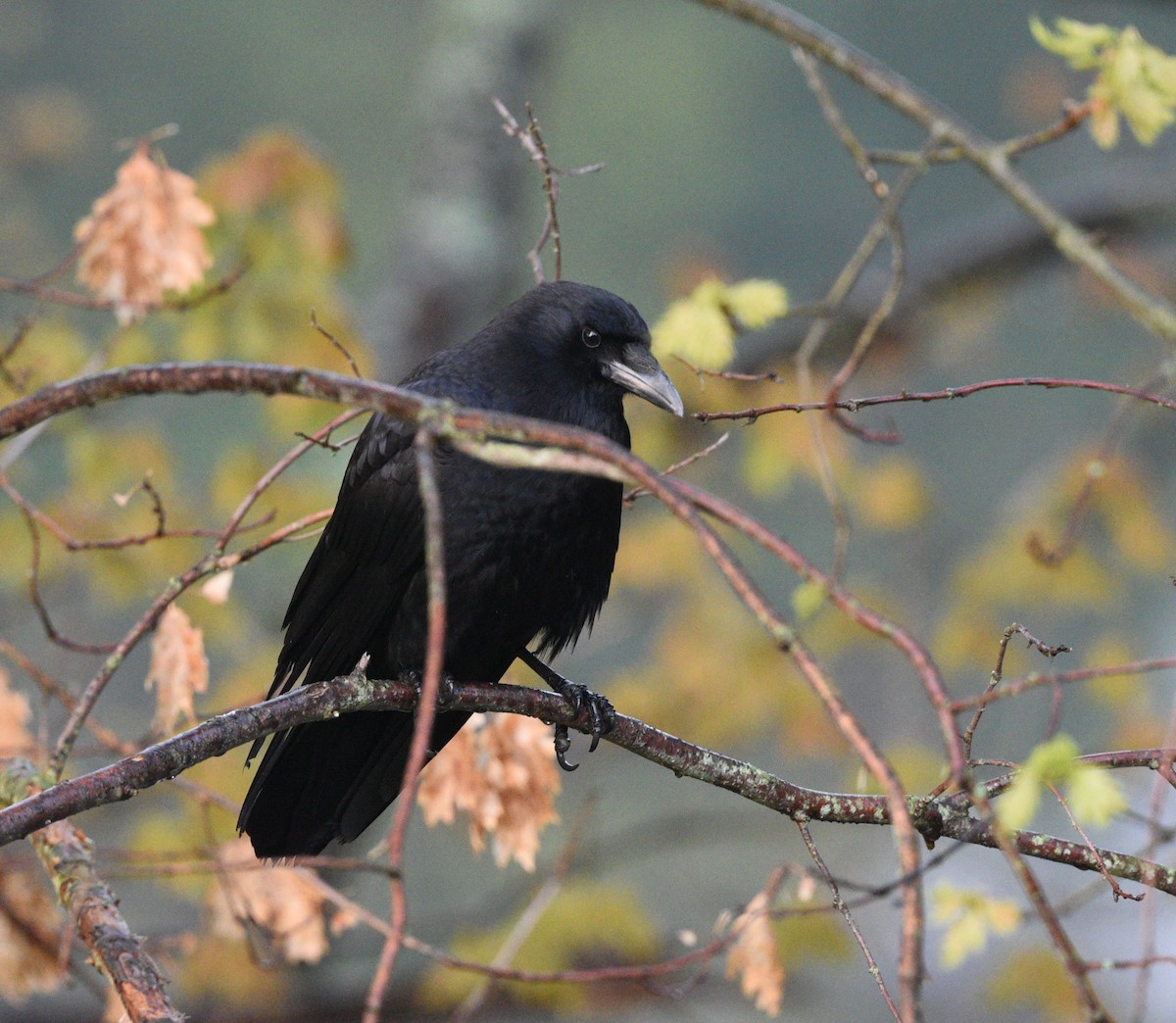 American Crow - Wendy Hill