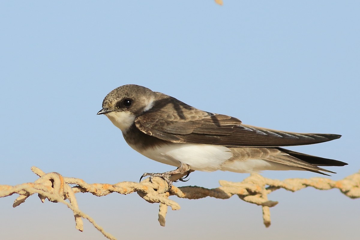 Bank Swallow - Sérgio Correia