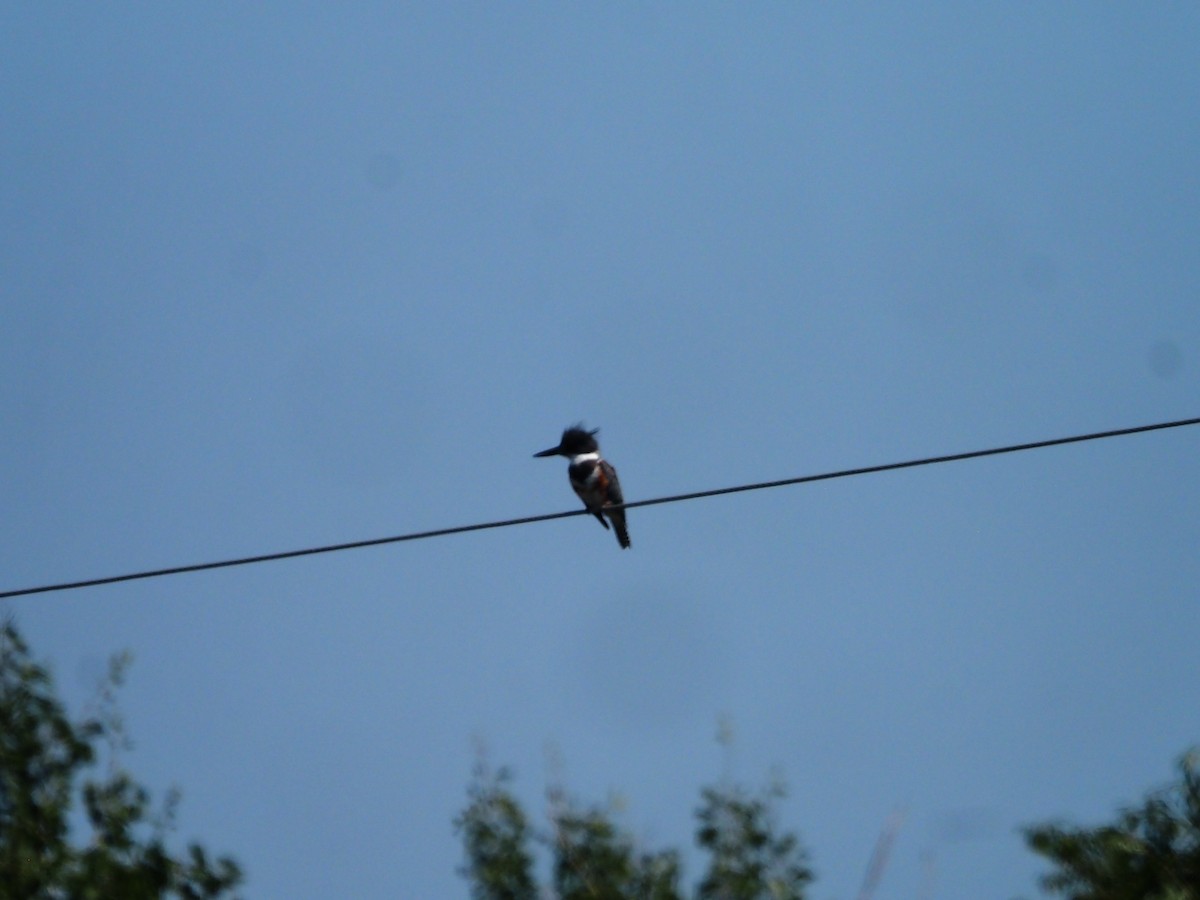 Belted Kingfisher - ML595849541
