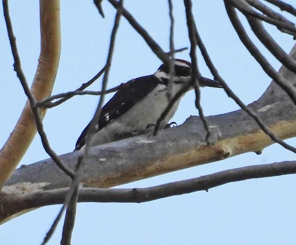 Hairy Woodpecker - ML595849731