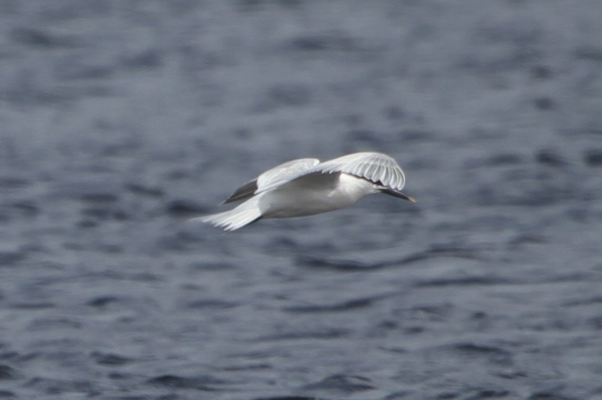 Sandwich Tern (Eurasian) - ML595849951