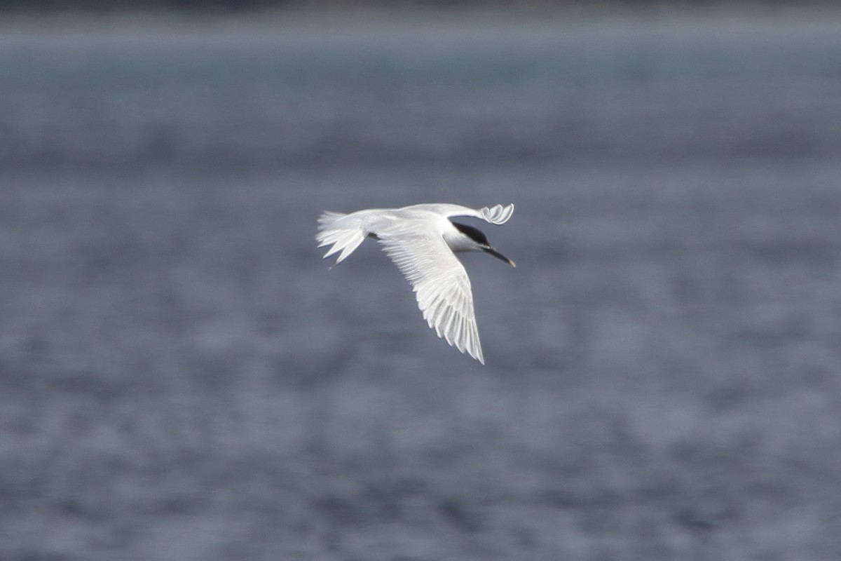 Sandwich Tern (Eurasian) - ML595849961