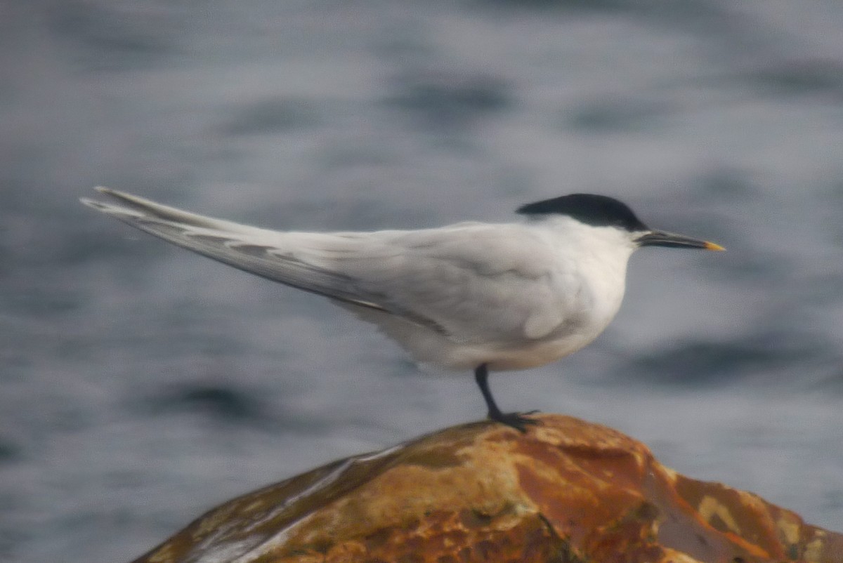 Sandwich Tern (Eurasian) - Chris Benesh