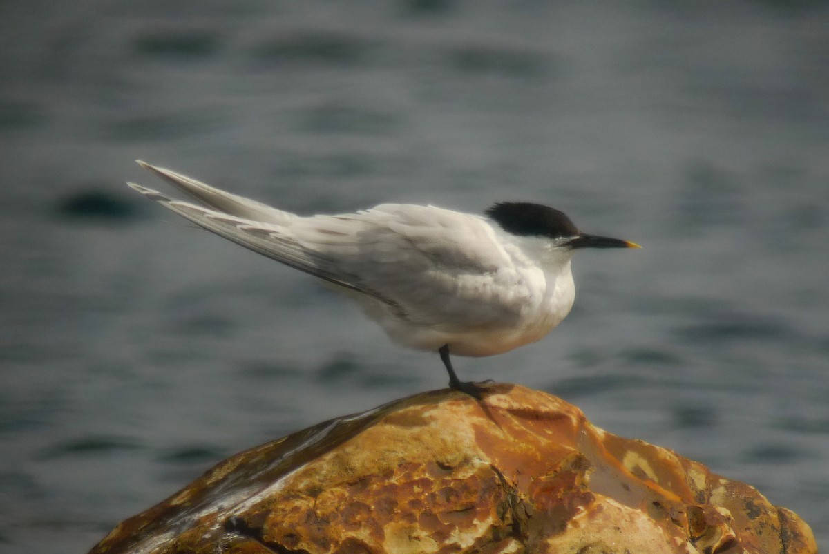 Sandwich Tern (Eurasian) - ML595849981