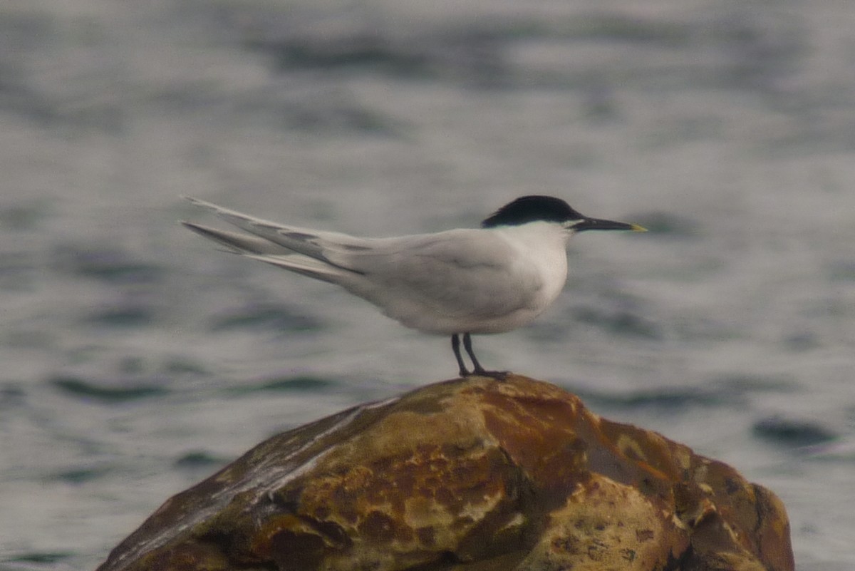 Sandwich Tern (Eurasian) - ML595849991