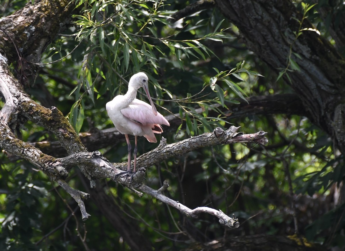 Roseate Spoonbill - Tim Schadel