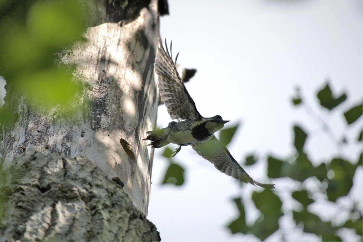 Yellow-bellied Sapsucker - ML595850251