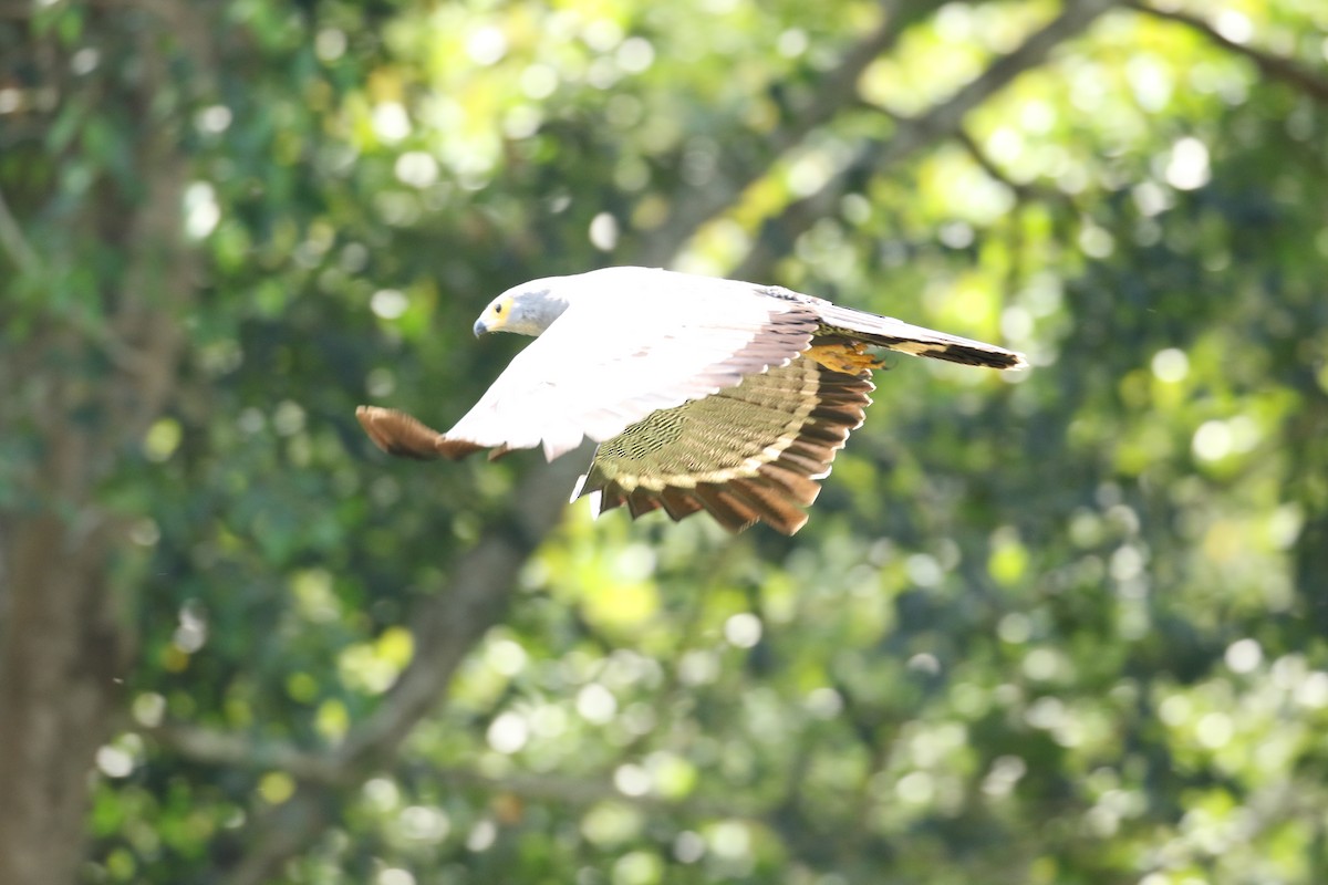 African Harrier-Hawk - ML595853191