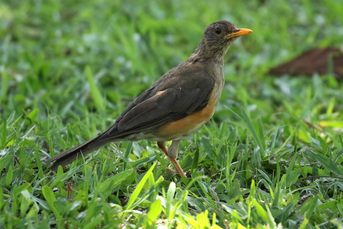 African Thrush - ML595853211