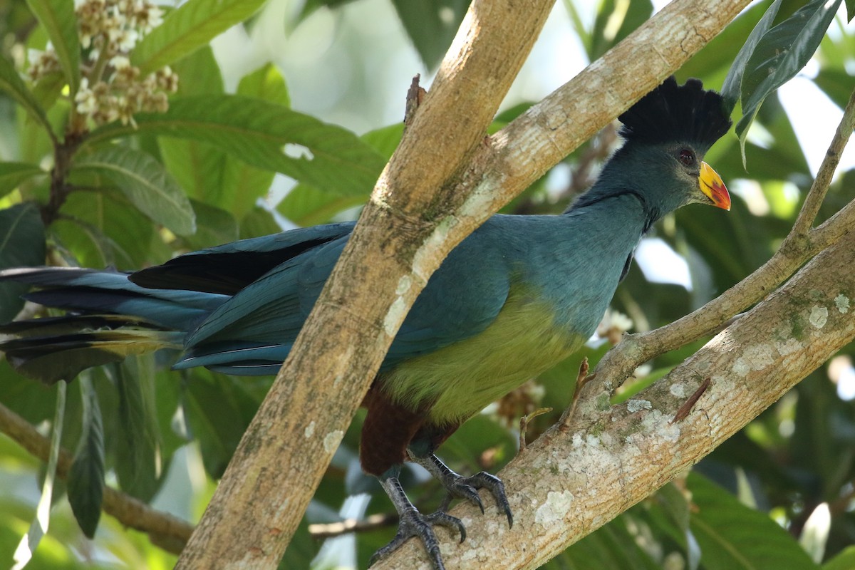 Turaco Gigante - ML595853251