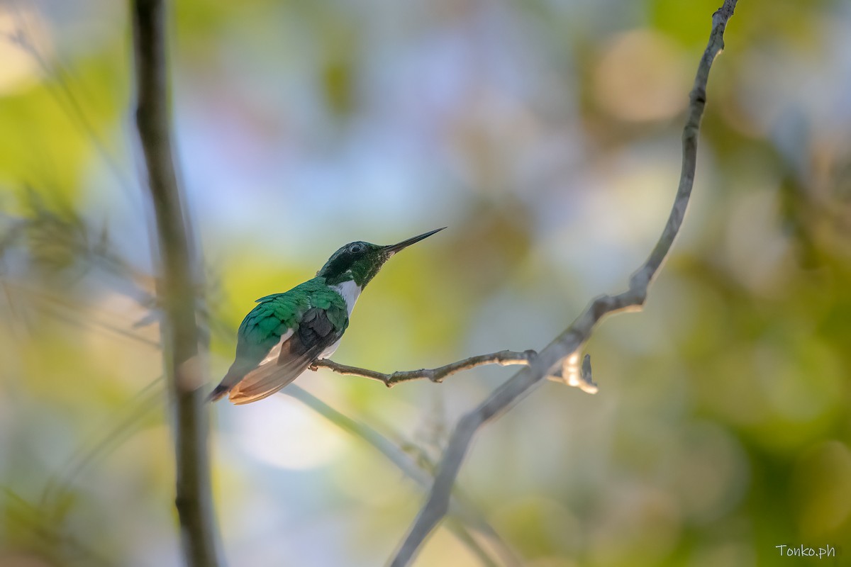 Colibrí Hada Oriental - ML595853601