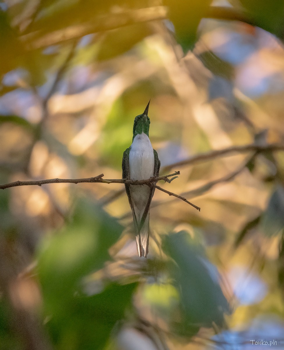 Colibrí Hada Oriental - ML595853631